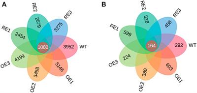 Impact of PaGLK transgenic poplar on microbial community and soil enzyme activity in rhizosphere soil